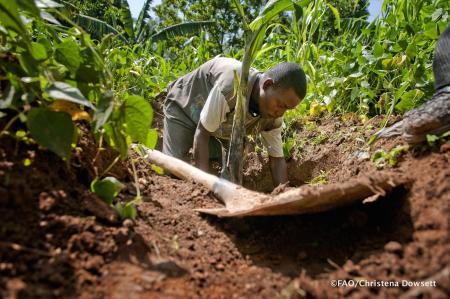 Man Planting Plant