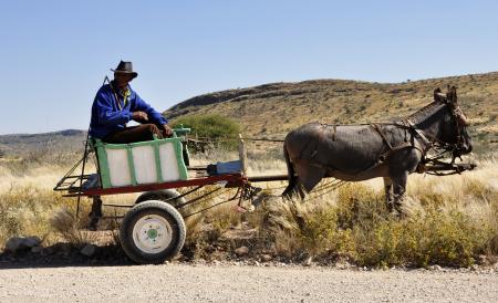 Man Riding on Carriage Pulled by Donkey Under Blue Sky during Daytime