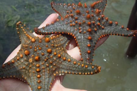 Man shows two starfish on the palm