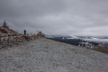 Man Standing Near Tree and Fences