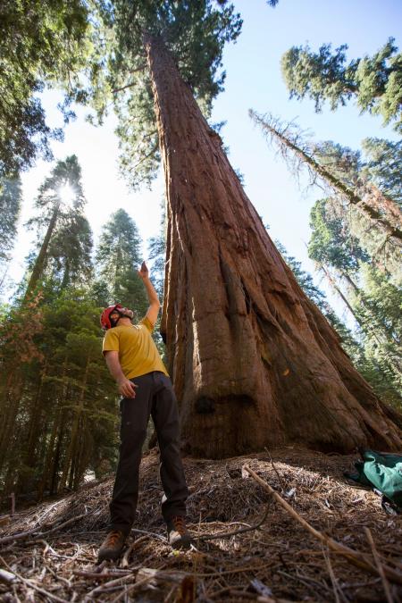 Sequoia Big Foot