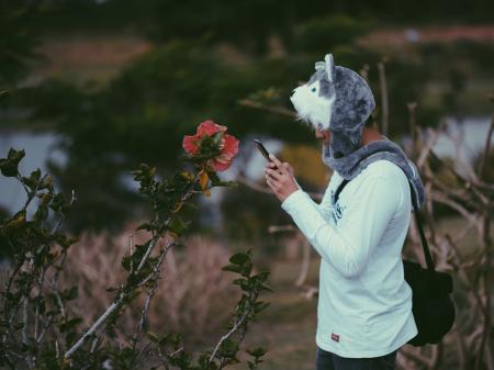 Man Wearing Grey Wolf Critter Cap Taking a Photo of Pink Hibiscus Flower