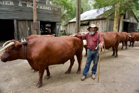 Man Wearing Red Dress Shirt Beside Water Buffalo