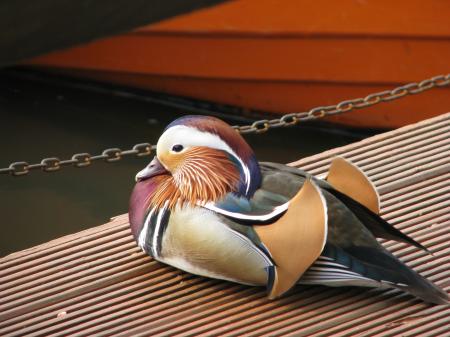 Mandarin Duck