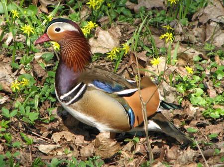 Mandarin Duck