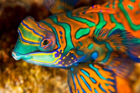 Mandarin Fish