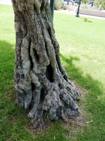 Mangled tree