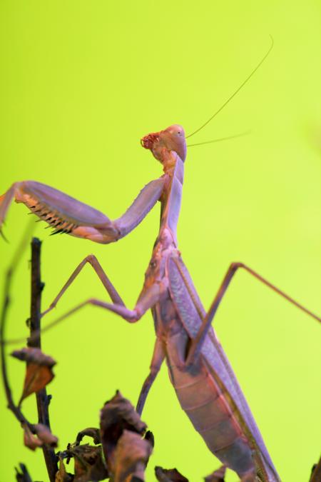 Mantis