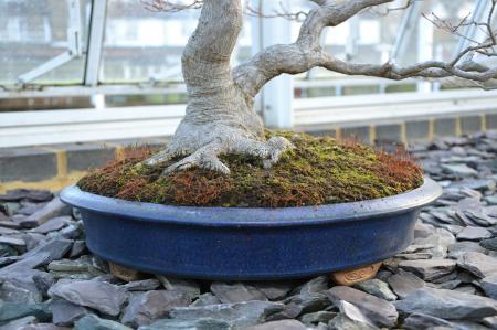 Maple bonsai tree and container