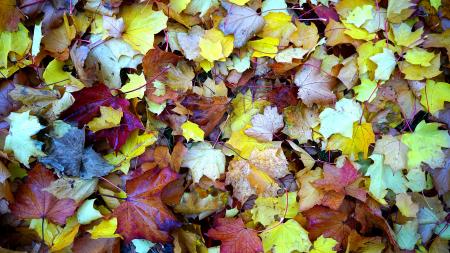 Maple Leaves on Ground Close Up Photo during Daytime