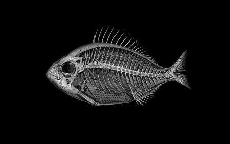Marble Catfish Skeleton