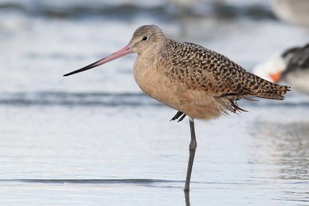 Marbled Godwit