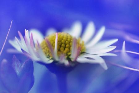 Marguerite in the Garden