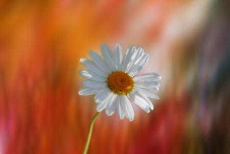 Marguerite in the Garden