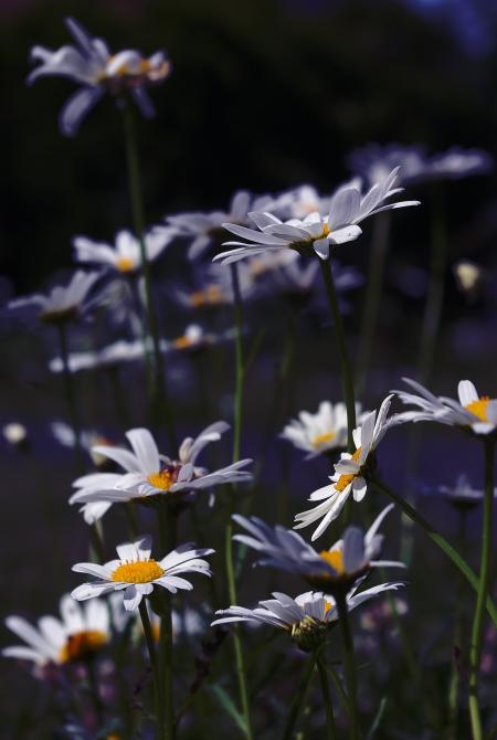 Marguerite in the Garden