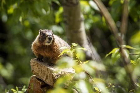 Marmot in the Jungle