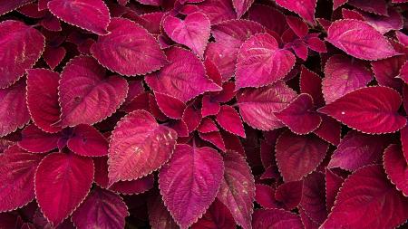 Maroon Leaves