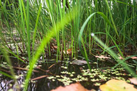 Marsh herb