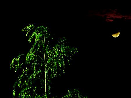 Martian Tree Illuminated by Moonlight