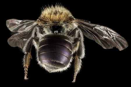 Mason Bee