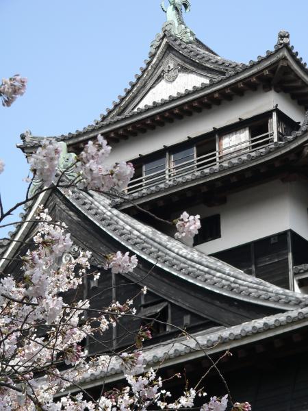 Matsue Japanese castle with sakura cherry blossom