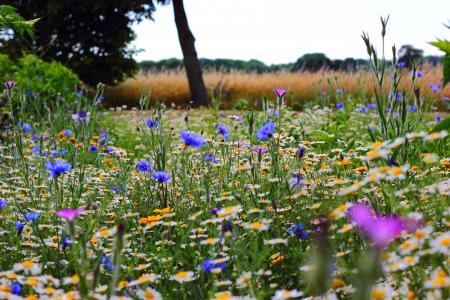 Wild Flowers