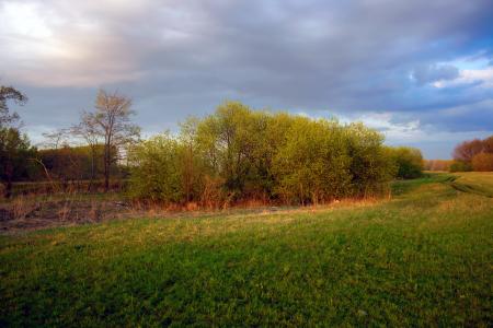 meadow at sunset