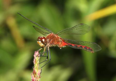 MEADOWHAWK, WHITE-FACED (sympetrum obtrusum) (8-11-09) pepperell, ma -01