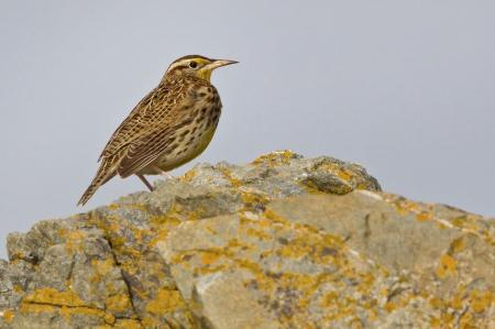 Meadowlark