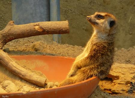 Meerkat