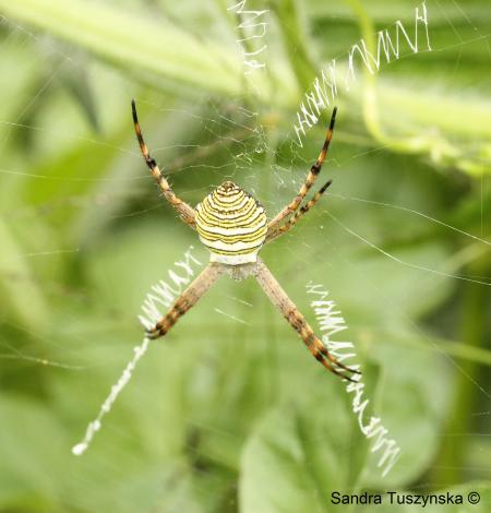 Melon Spider