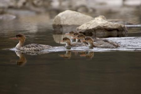 Merganser Ducks Swimming