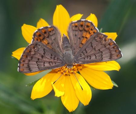 METALMARK, ARES (Emesis ares) (9-4-11) upper humbolt cyn, scc, az -04