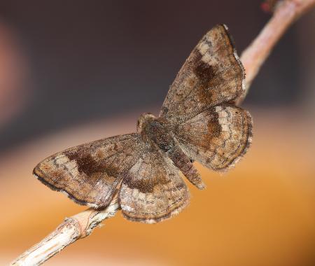 METALMARK, FATAL (Calephelis nemesis) (3-10-11) 78 circulo montana, patagonia lake ranch estates, scc, az -01