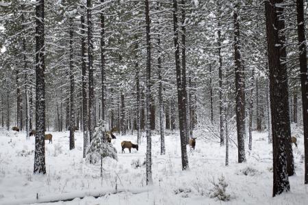 Metolius area elk in snow, Oregon