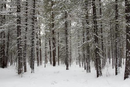 Metolius recreation area, Oregon