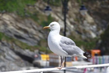 Mew Seagull