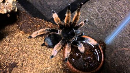 Mexican Pink Tarantula