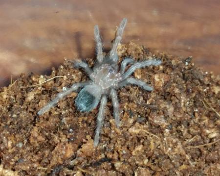 Mexican pink Tarantula