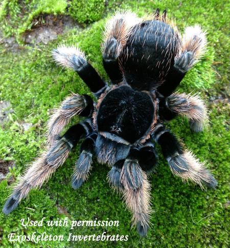 Mexican Pink Tarantula