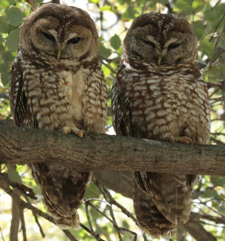 Mexican Spotted Owl