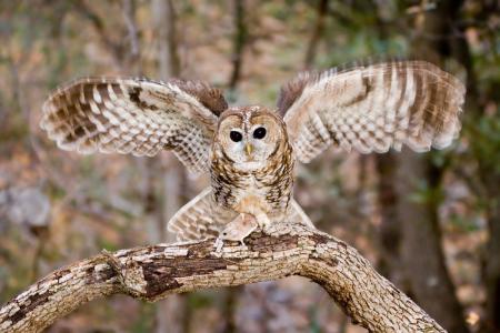 Spotted Owl