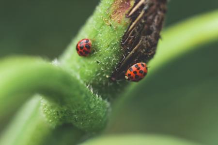 Micro Photography of Two Red-and-black Ladybugs