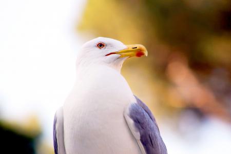 Micro Photography of White and Grey Bird