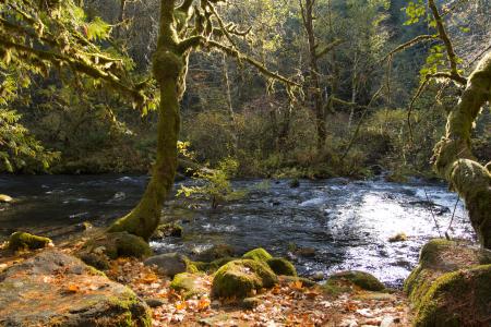 Middle Fork Willamette River, Oregon