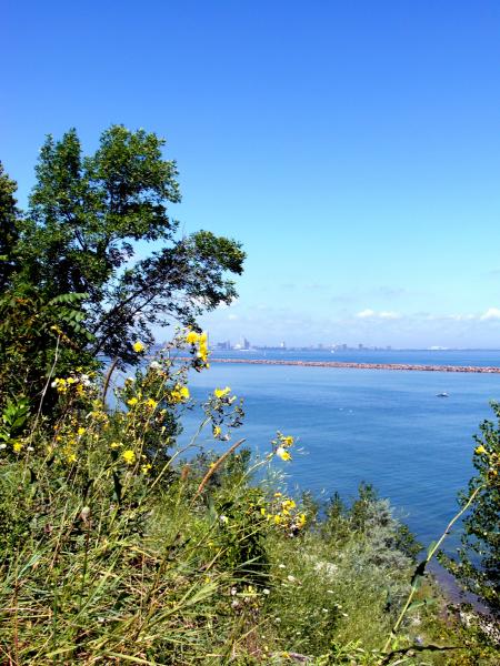 Milwaukee Bluffs