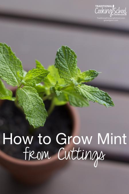 Mint plant growing