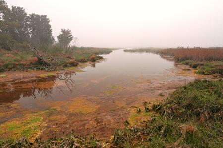 Misty Assateague Island Marsh - HDR