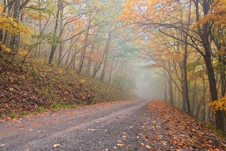 Misty Autumn Forest Road - HDR