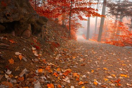 Misty Autumn Wonderland Trail - HDR